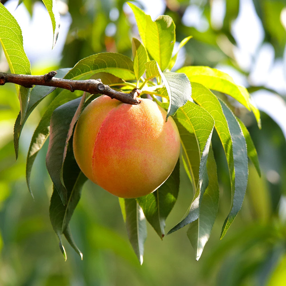 Belle Of Georgia Peach Tree (USDA Organic) - Image 2