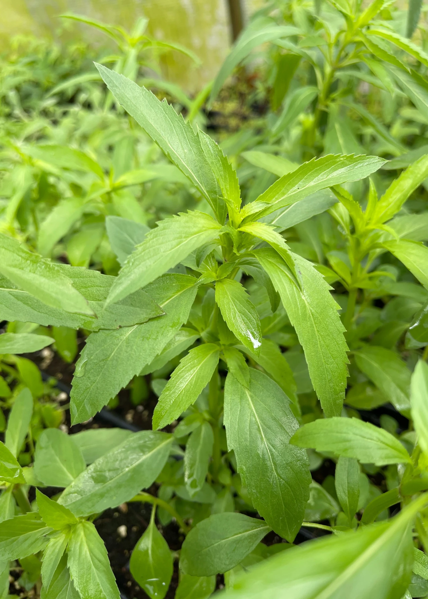 Bergamot 'Lemon' (Monarda Citriodora) - Image 2