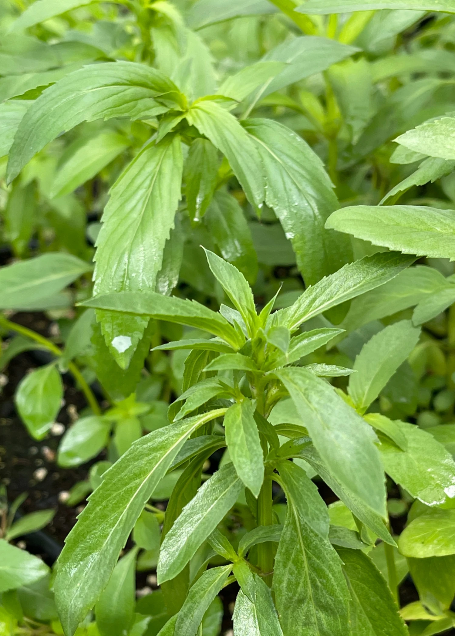 Bergamot 'Lemon' (Monarda Citriodora) - Image 3