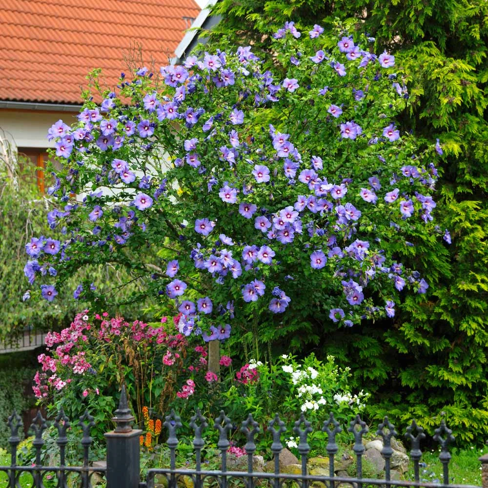 Azurri Blue Satin® Rose Of Sharon Althea Tree - Image 2