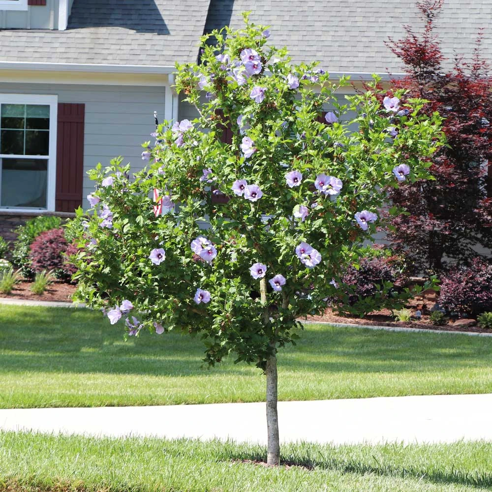 Azurri Blue Satin® Rose Of Sharon Althea Tree - Image 4