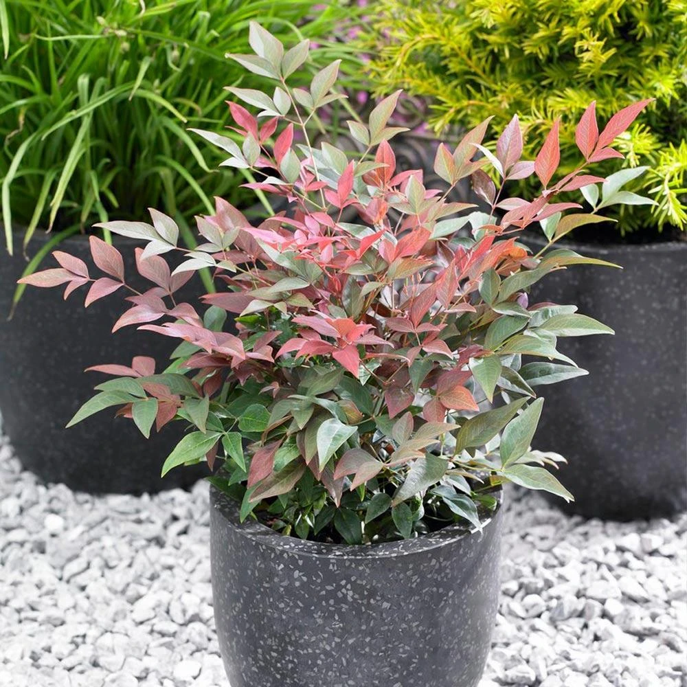 Blush Pink⢠Nandina Shrub - Image 3