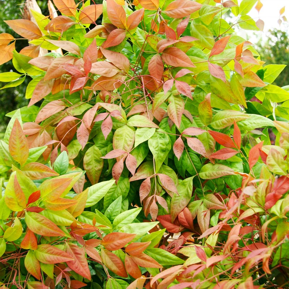 Blush Pink⢠Nandina Shrub - Image 6