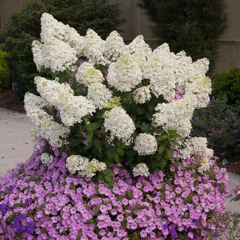 Bobo® Hydrangea Shrub - Image 2