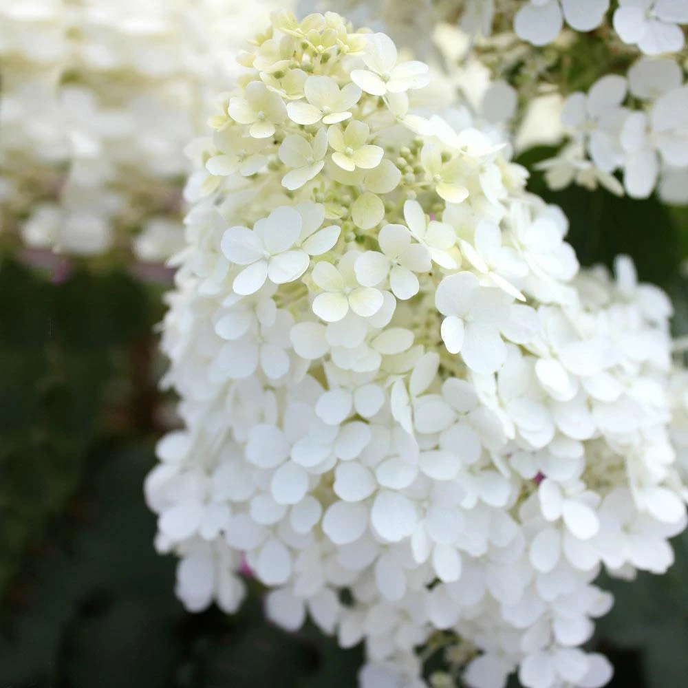 Bobo® Hydrangea Shrub - Image 5