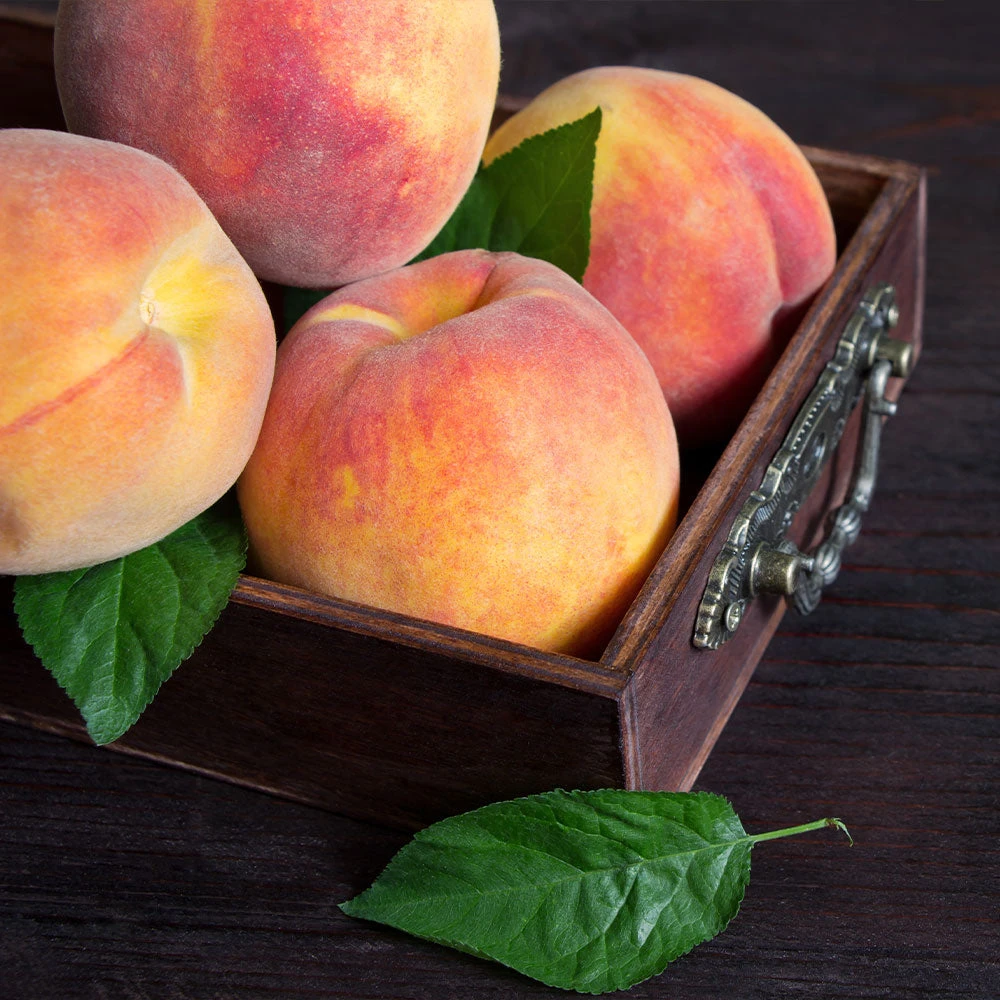 Bounty Peach Tree - Image 3