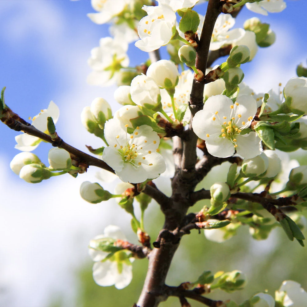Burgundy Plum Tree - Image 3