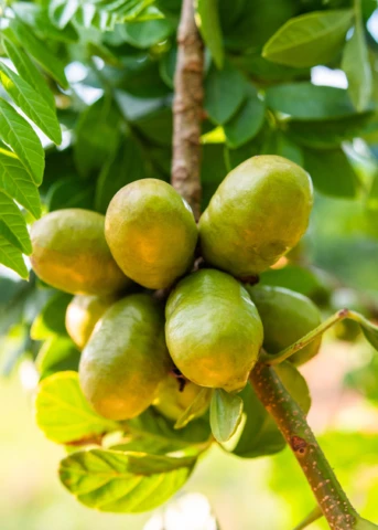 Jocote, Yellow (Spondias Mombin)