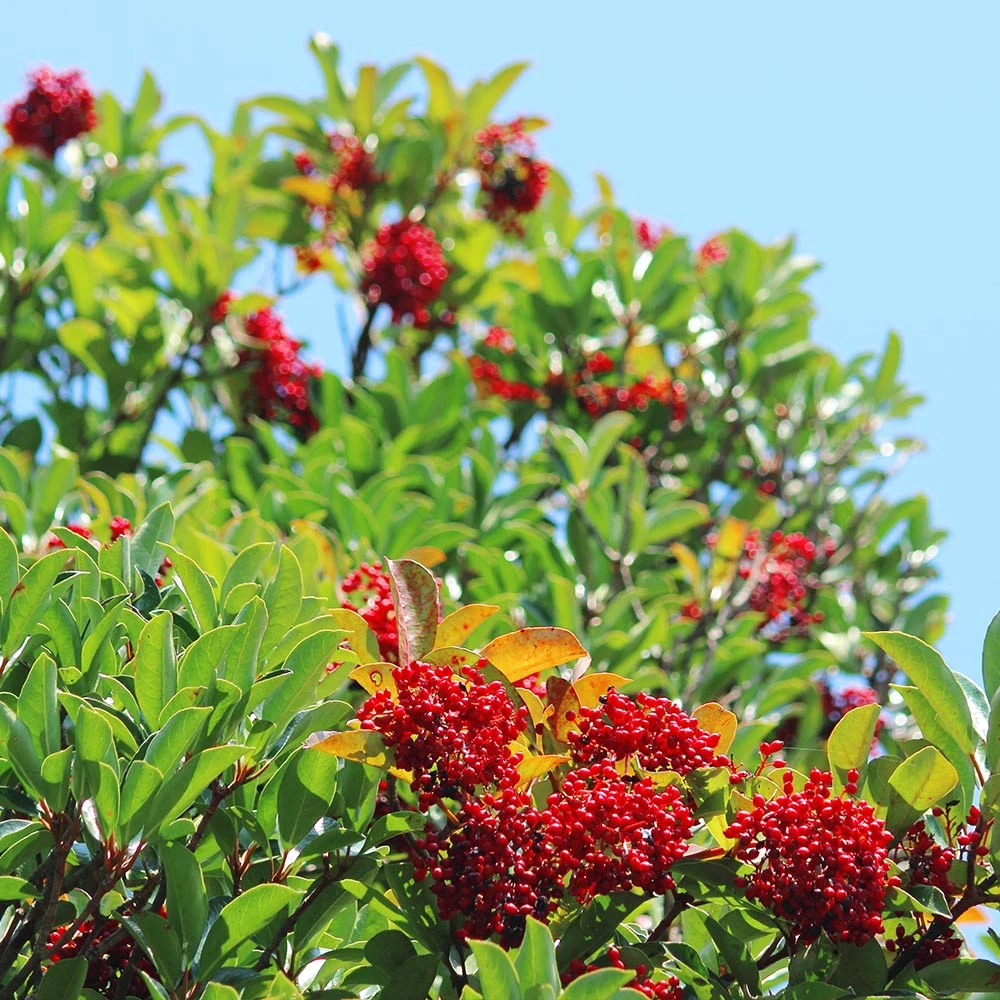 Chindo Sweet Viburnum Shrub - Image 3