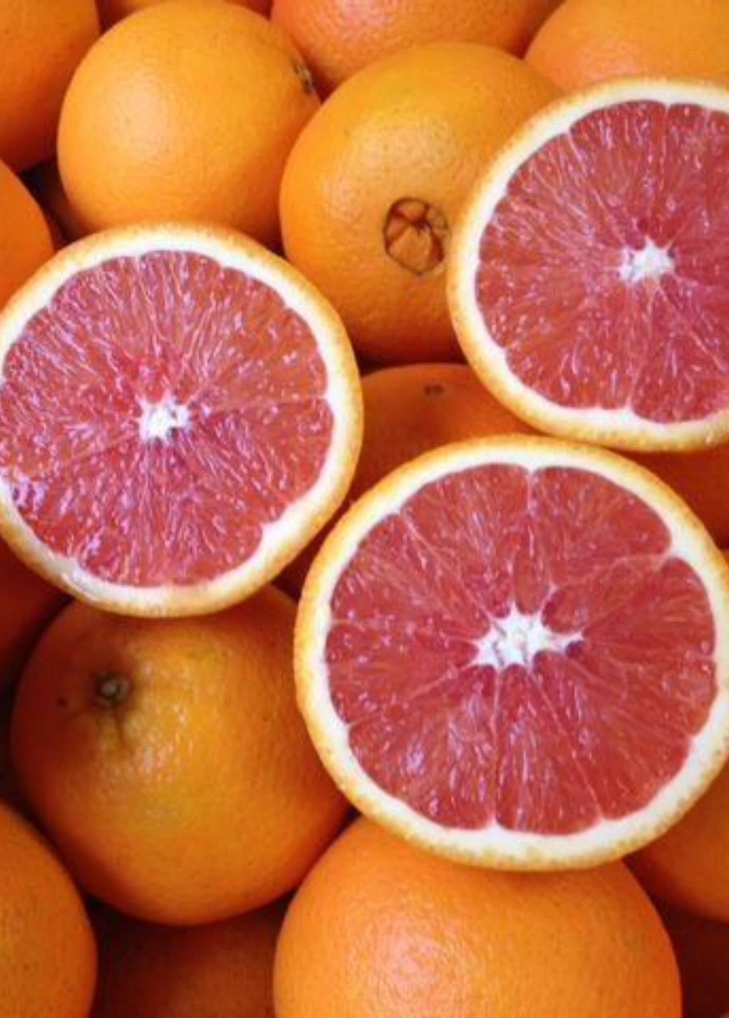 Cara Cara Red Navel Orange (Citrus Sinensis) - Image 2