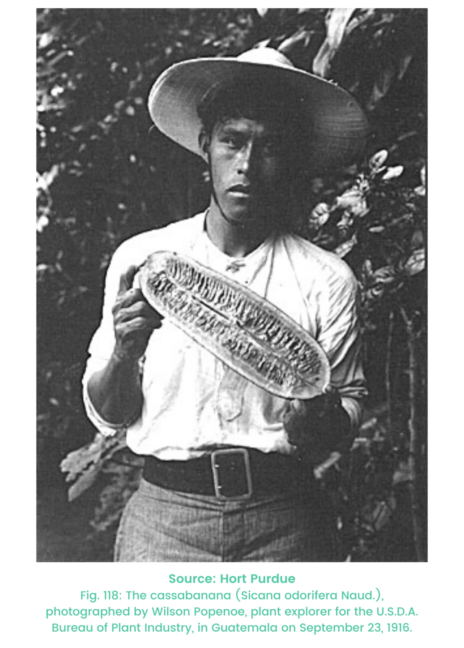 Cassabanana (Sicana Odorifera) - Image 2