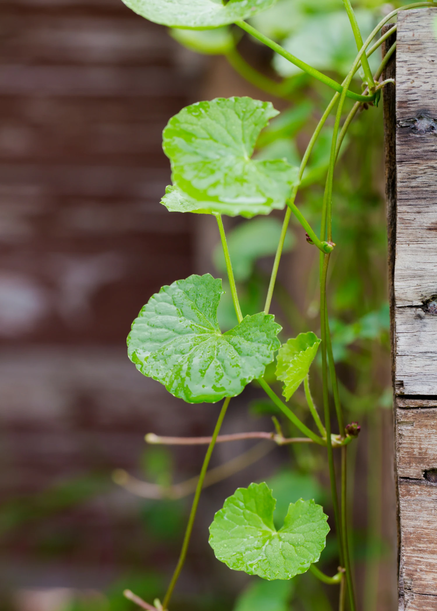 Gotu Kola (Centella Asiatica) - Image 2
