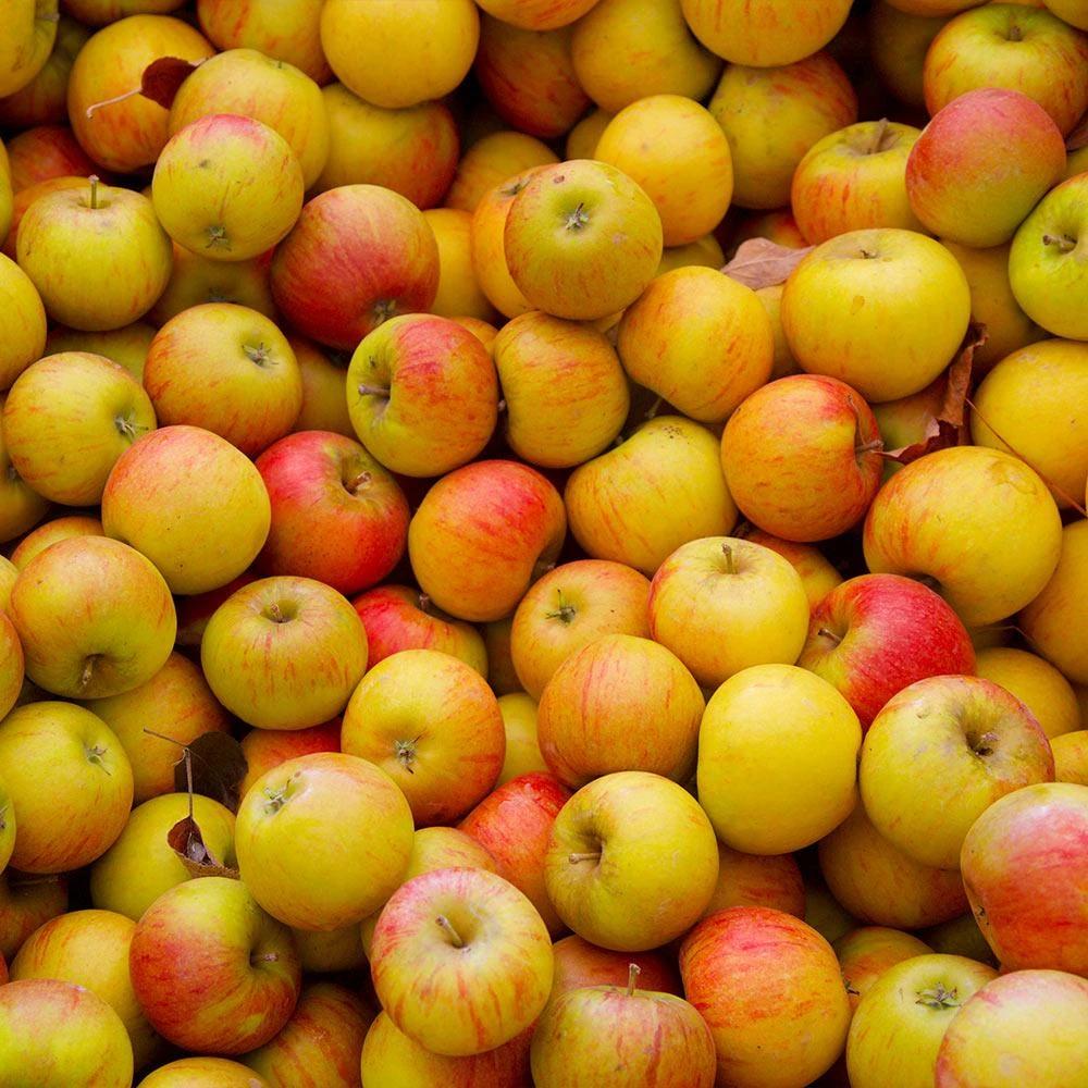 Cox's Orange Pippin Apple Tree - Image 3