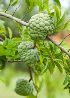 Sugar Apple 'Thai Lessard' (Annona Squamosa L)