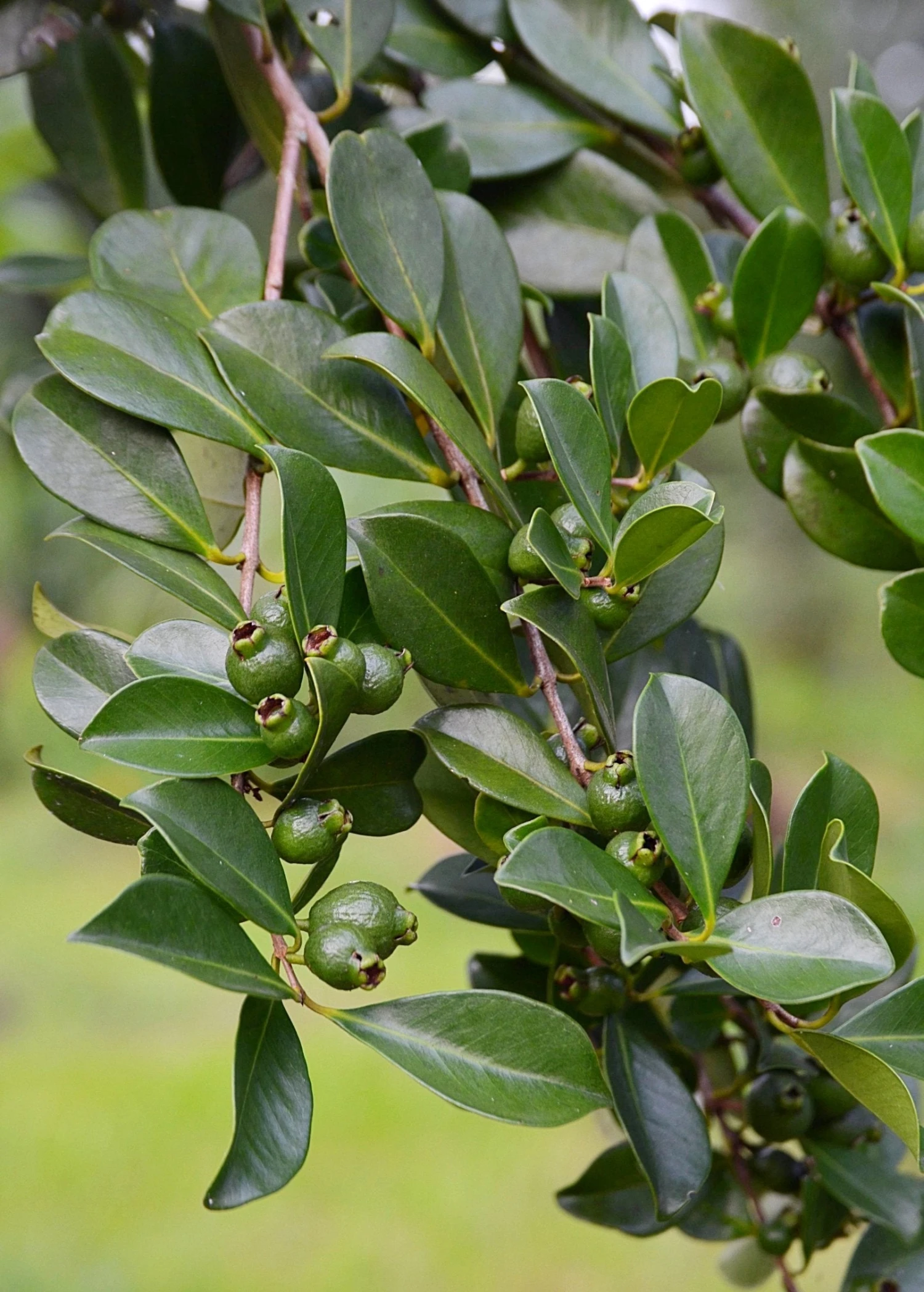 Guava, Strawberry (Psidium Cattleianum) - Image 6