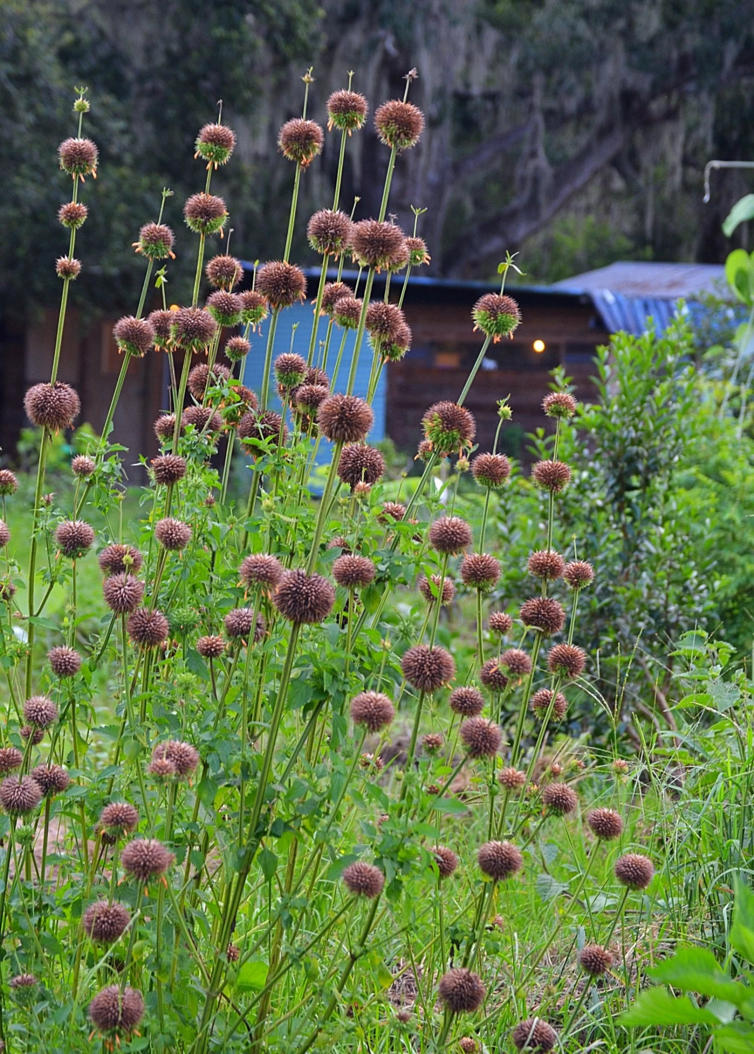 Klip Dagga (Leonotis Nepetifolia) - Image 5