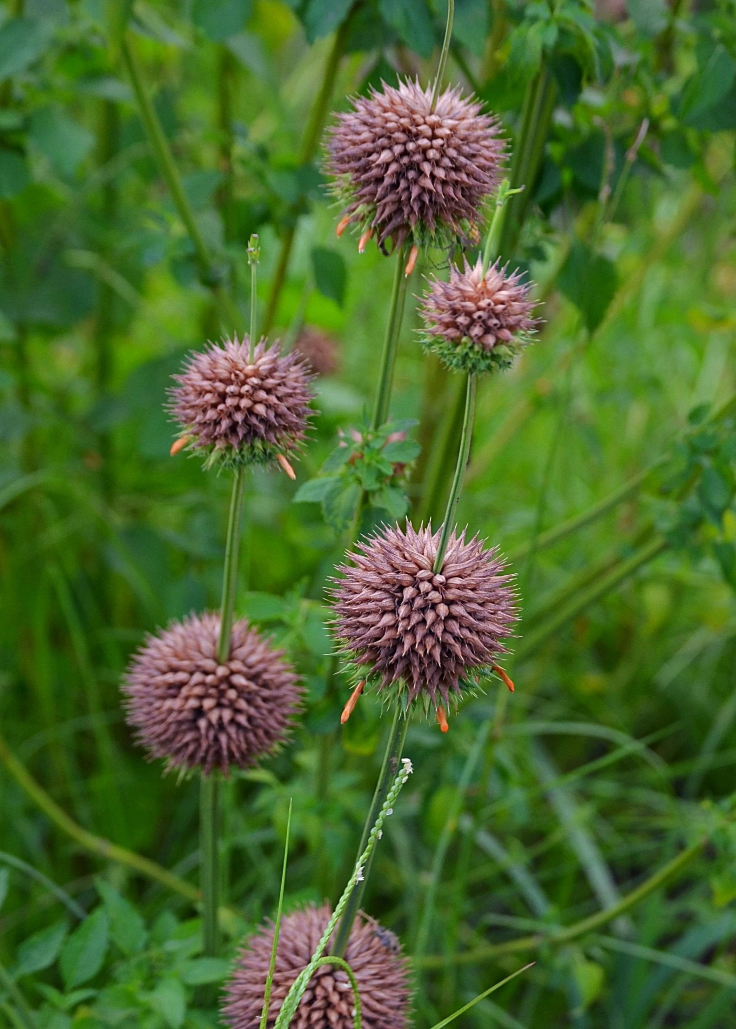 Klip Dagga (Leonotis Nepetifolia) - Image 7