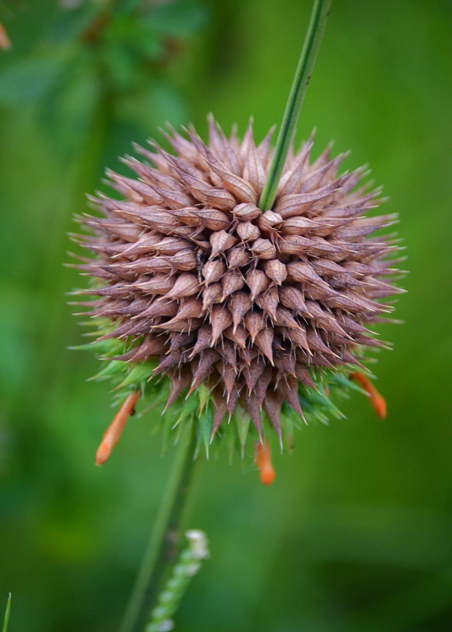 Klip Dagga (Leonotis Nepetifolia) - Image 6