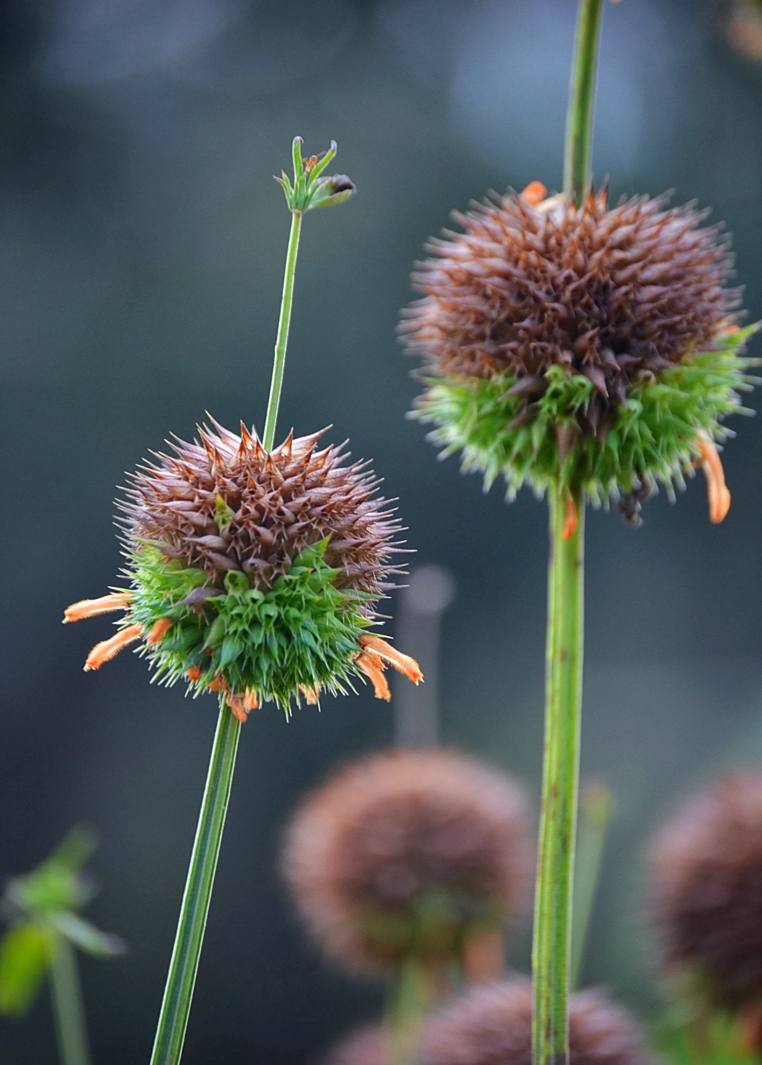Klip Dagga (Leonotis Nepetifolia) - Image 3