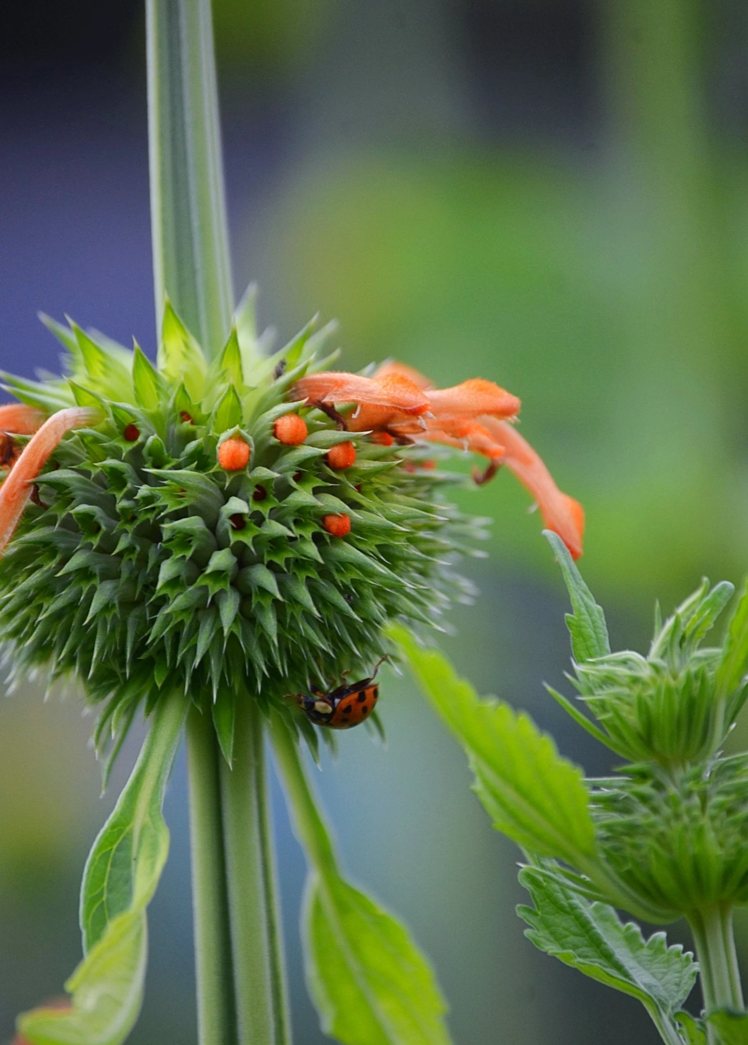 Klip Dagga (Leonotis Nepetifolia) - Image 4