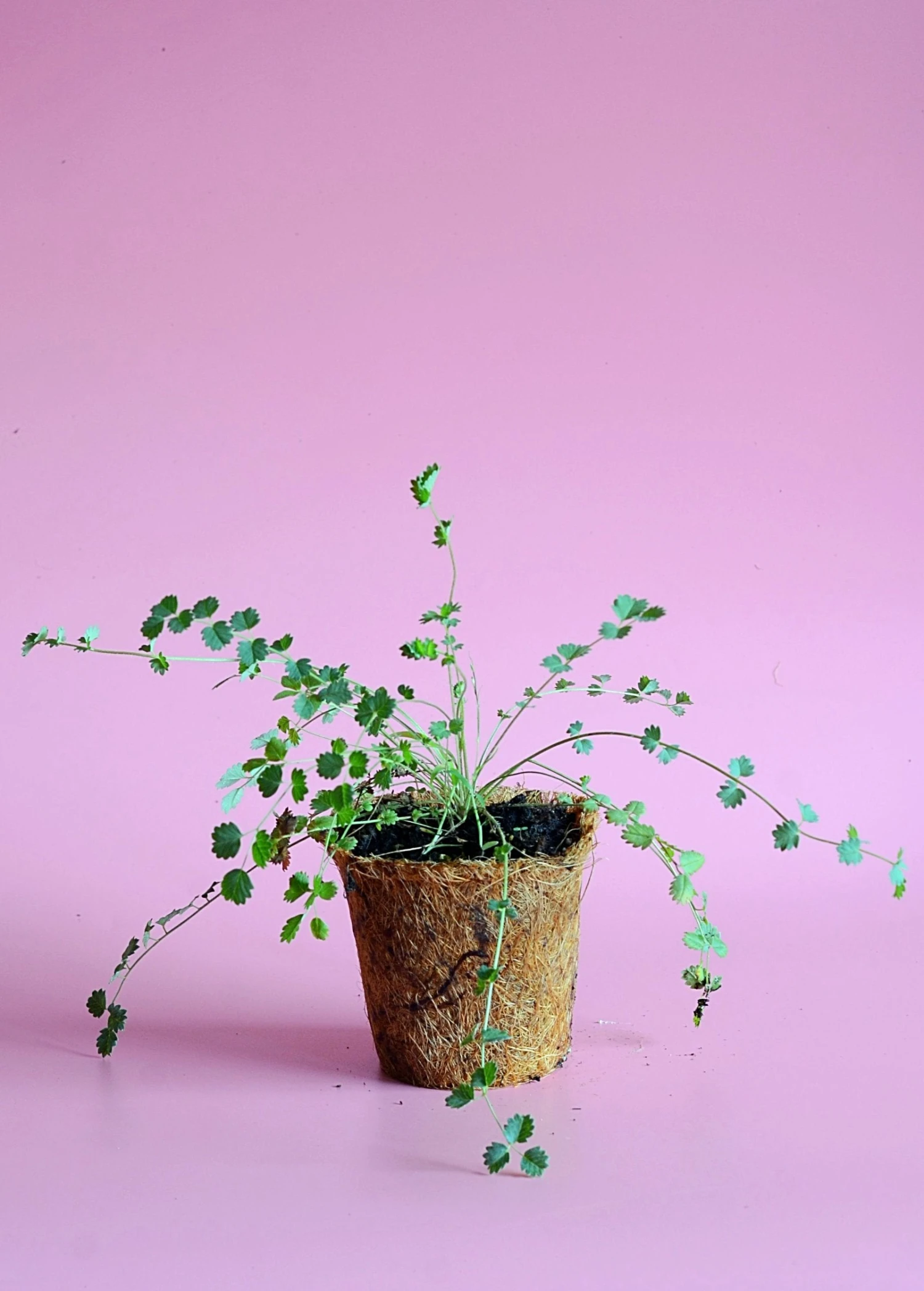 Salad Burnet (Sanguisorba Minor) - Image 2