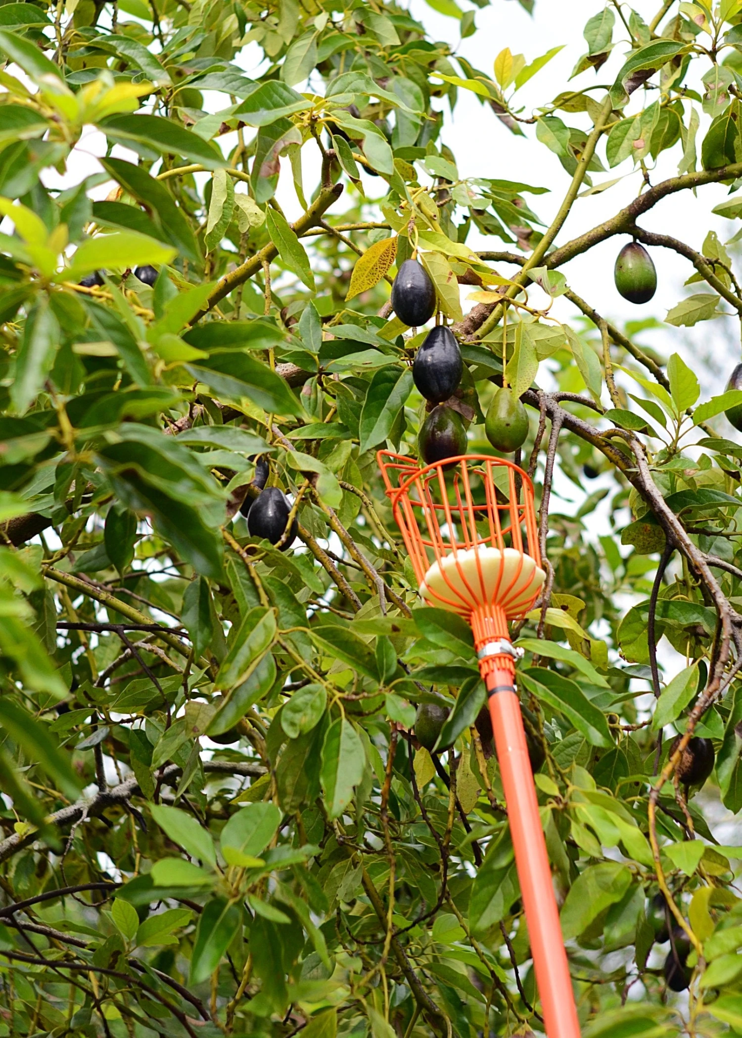 Fruit Picker - Image 6