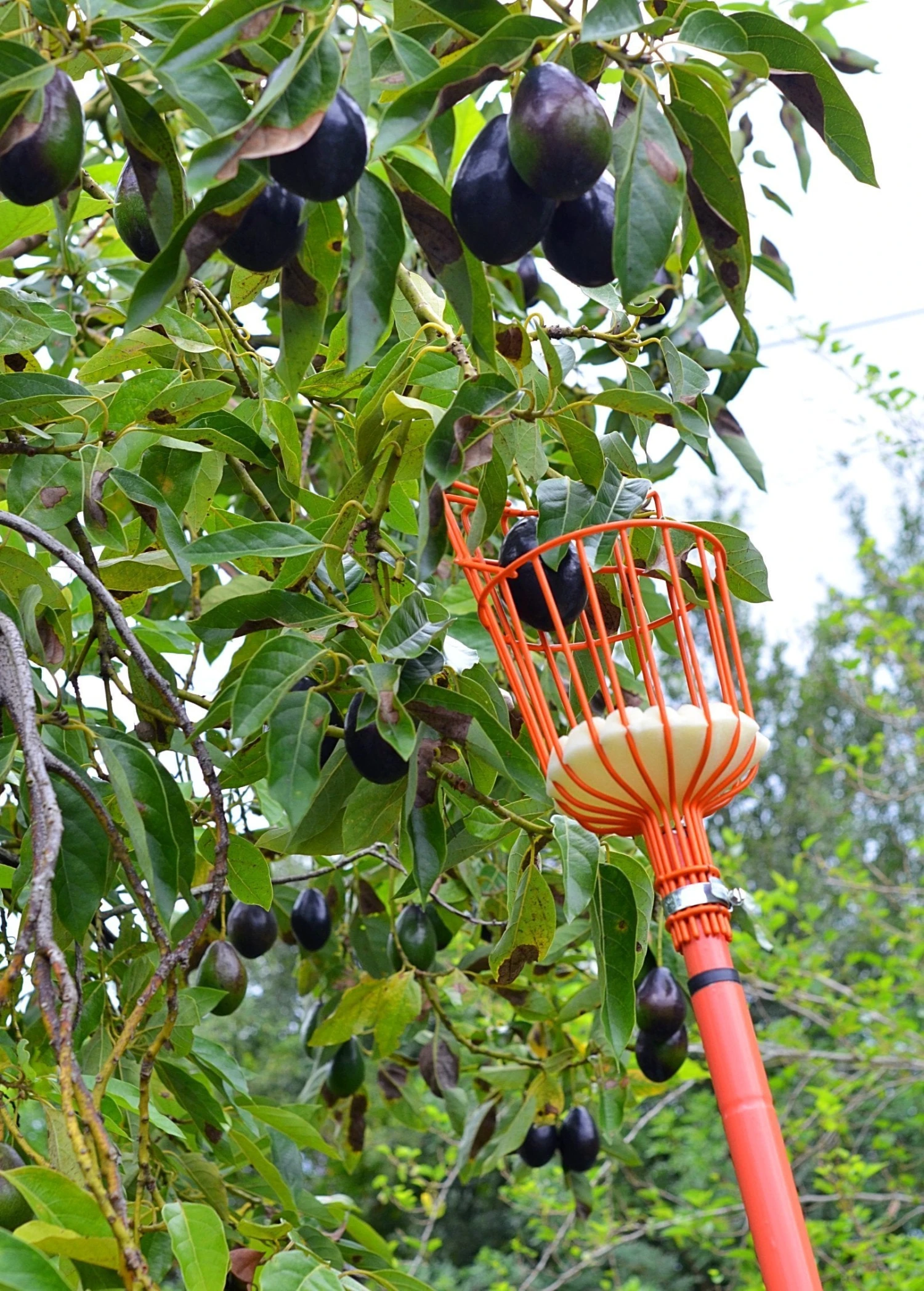 Fruit Picker - Image 4