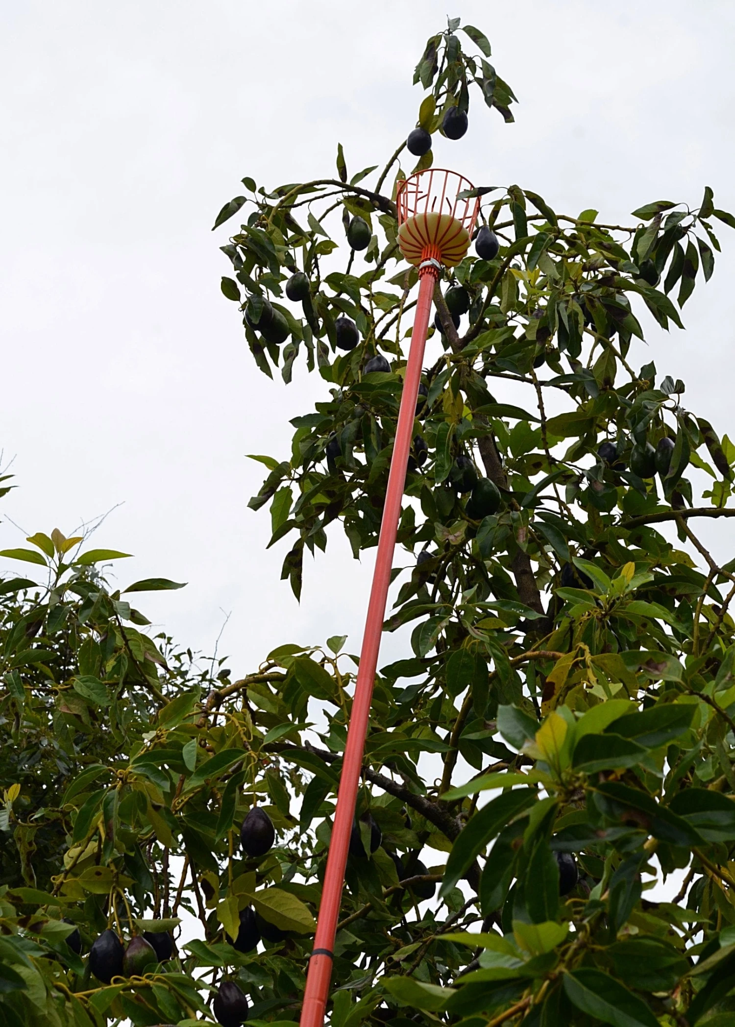 Fruit Picker - Image 3