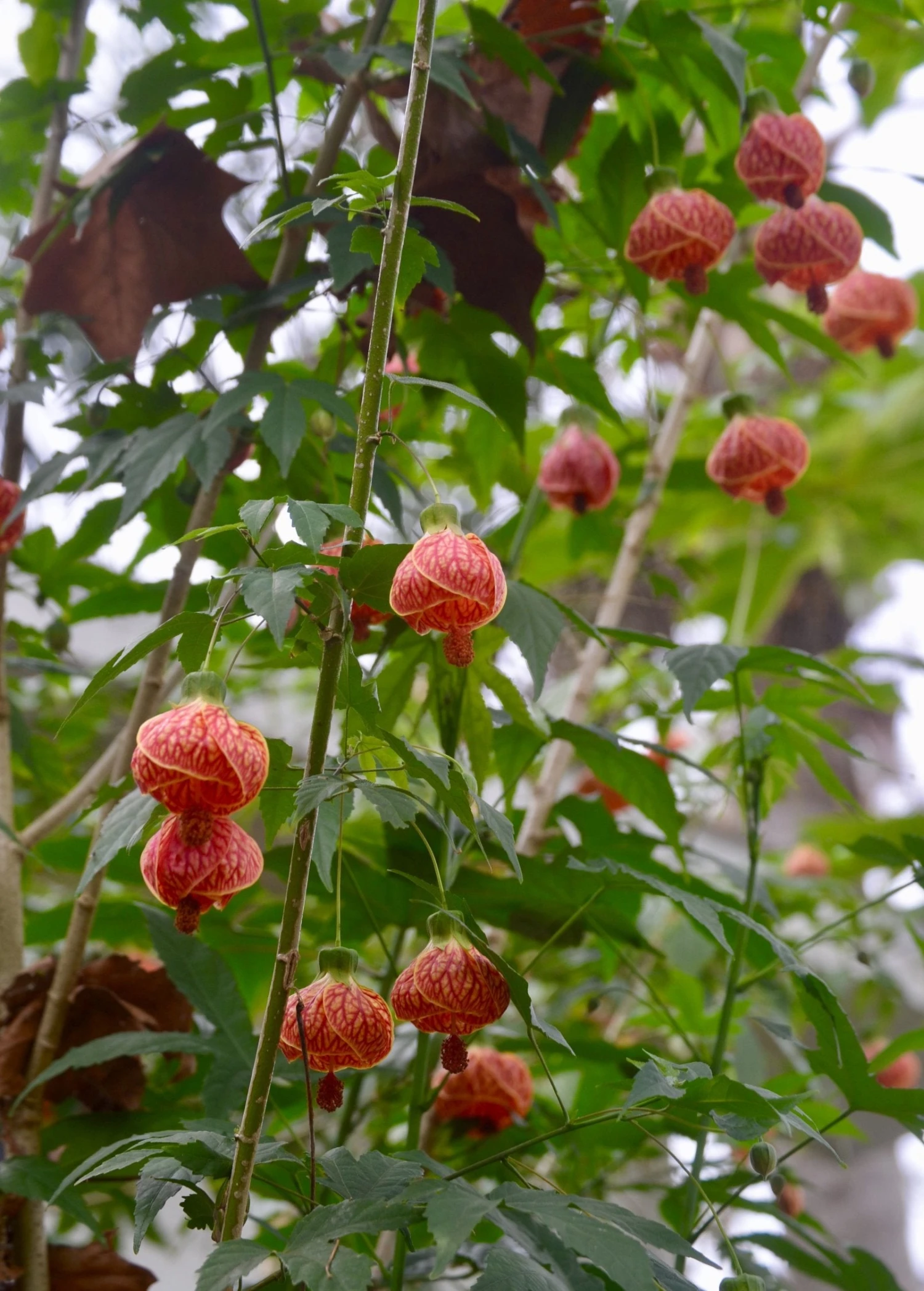 Flowering Maple (Abutilon Pictum) - Image 2