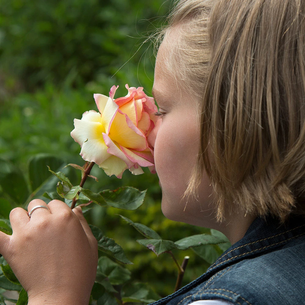 Euphoria® Rose Shrub - Image 3