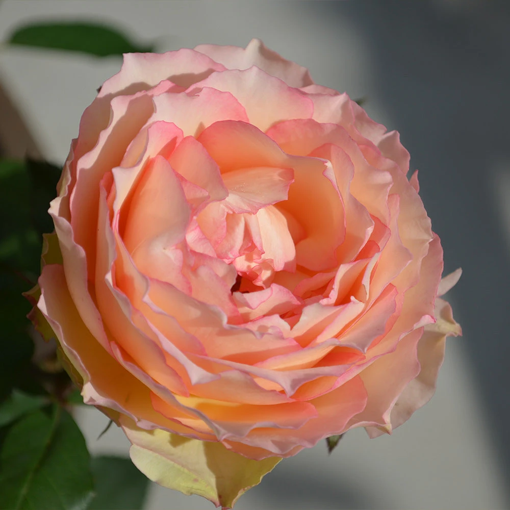 Euphoria® Rose Shrub - Image 4