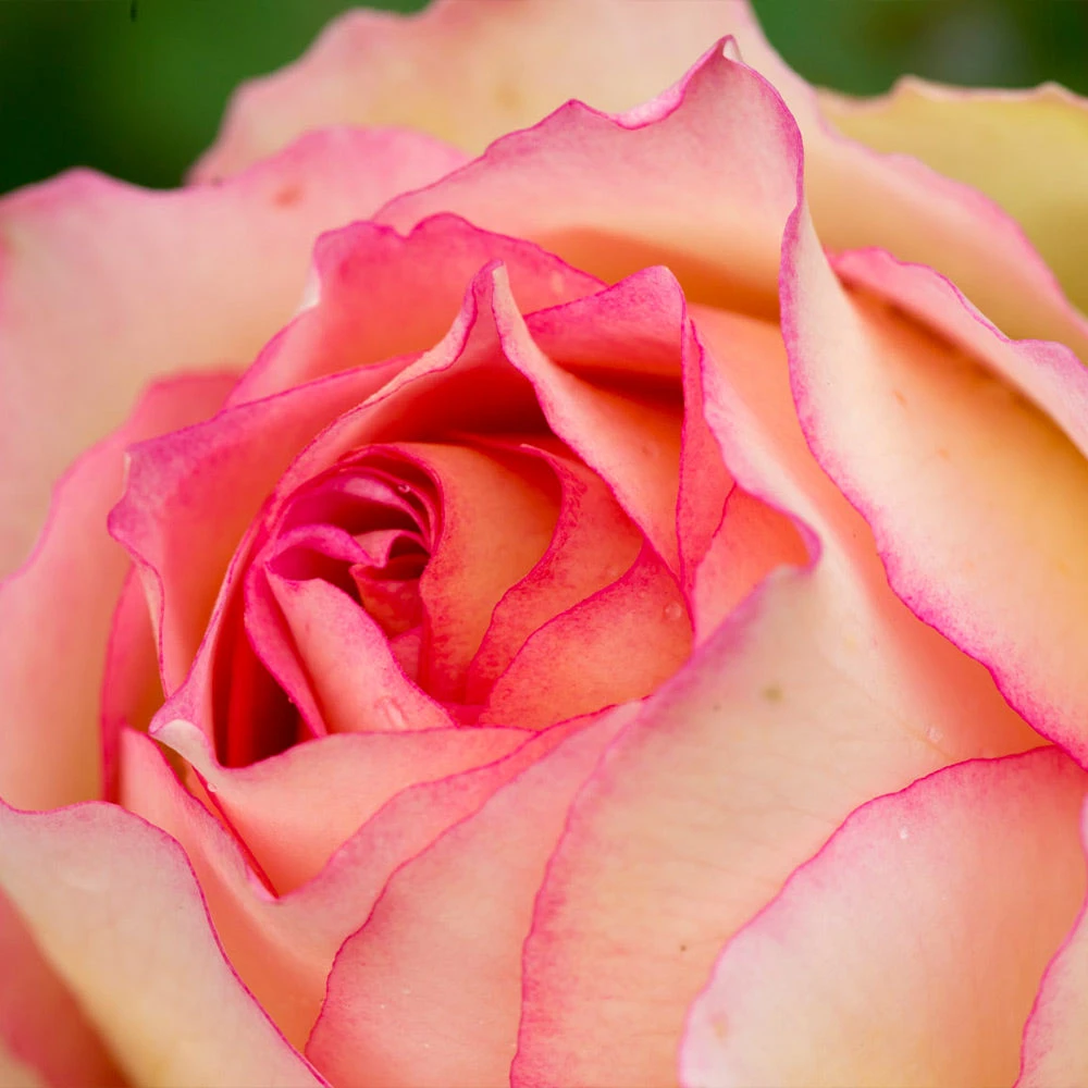 Euphoria® Rose Shrub - Image 5