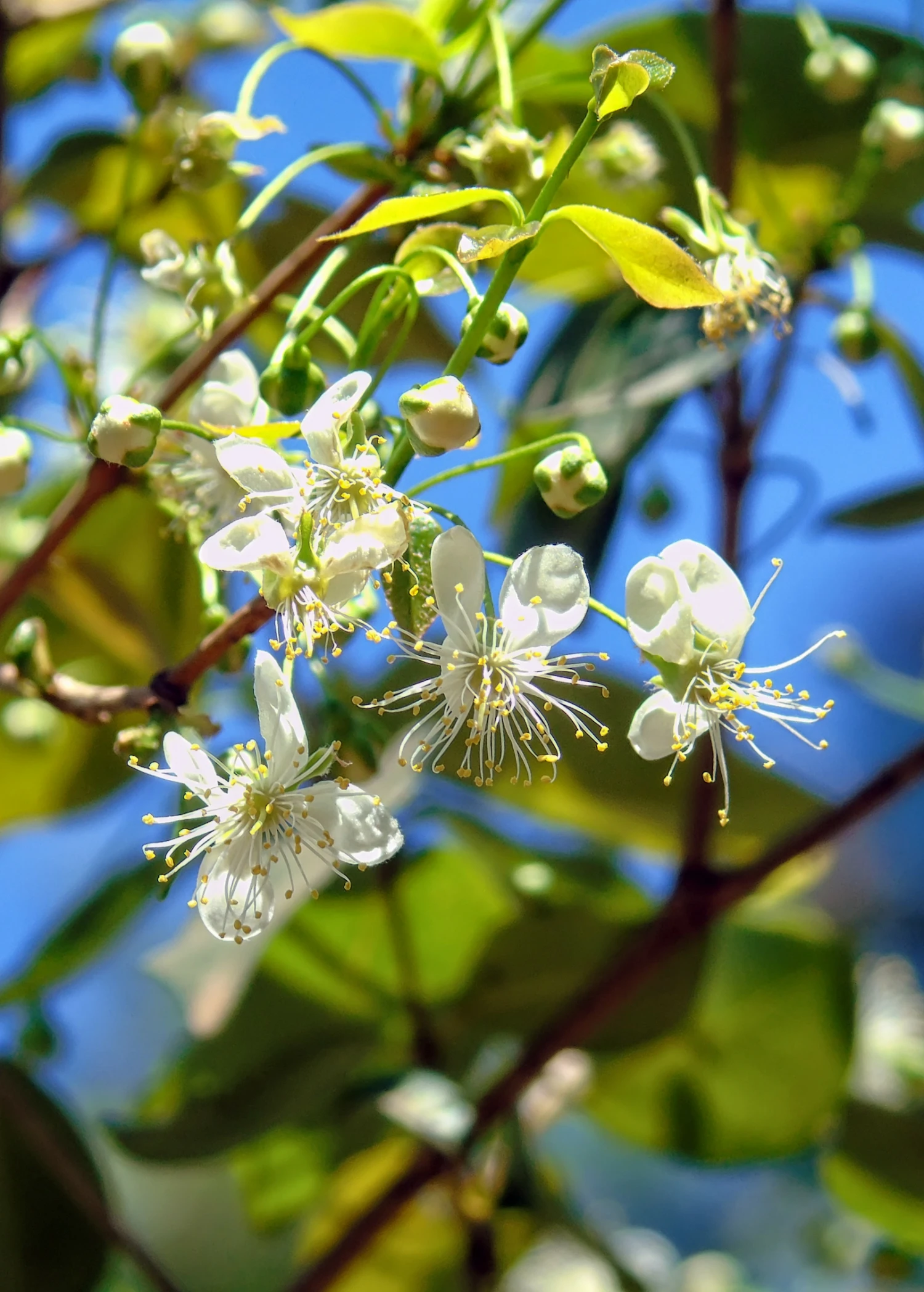 Surinam Cherry Seedling (Eugenia Uniflora) - Image 3