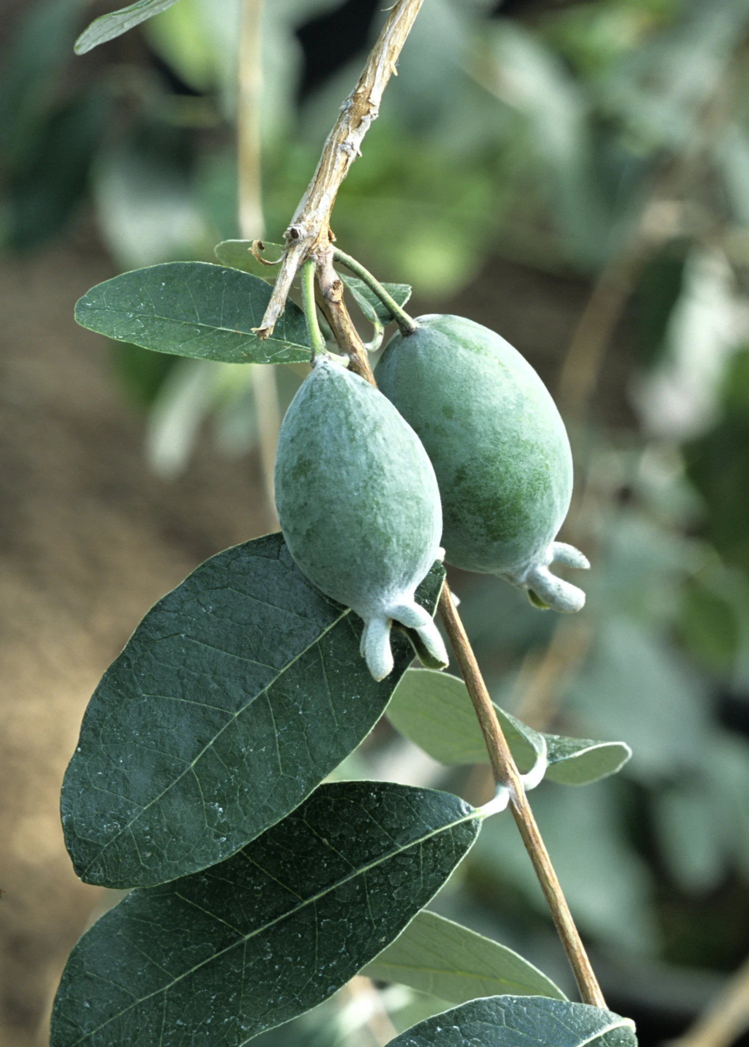 Pineapple Guava (Feijoa Sellowiana) - Image 3