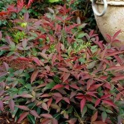 Flirt⢠Nandina Shrub
