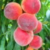 Peach 'Florida Grande' (Prunus Persica)