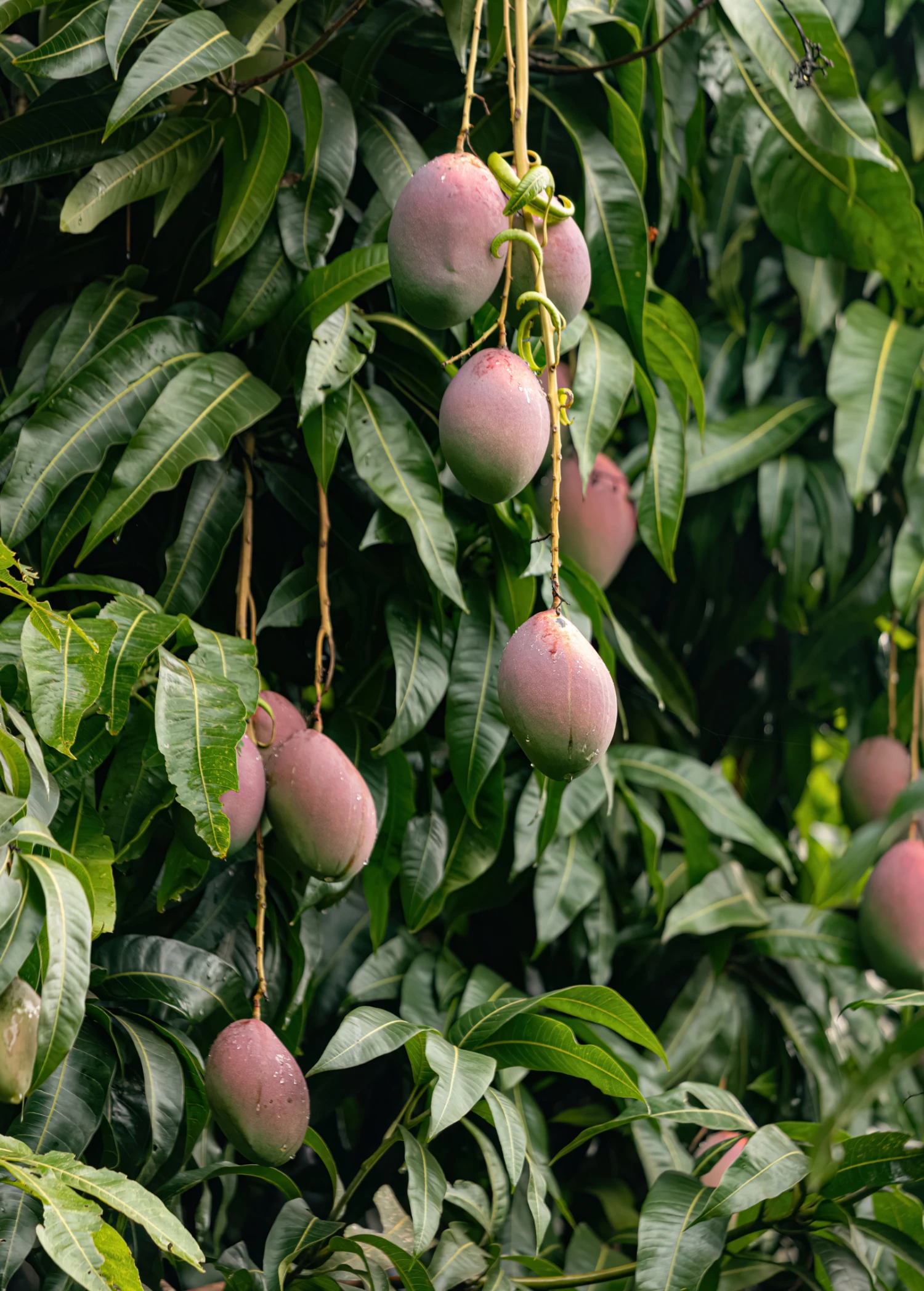 Fruit Tree 6-2-4 Organic Fertilizer Blend, 5lb - Image 2