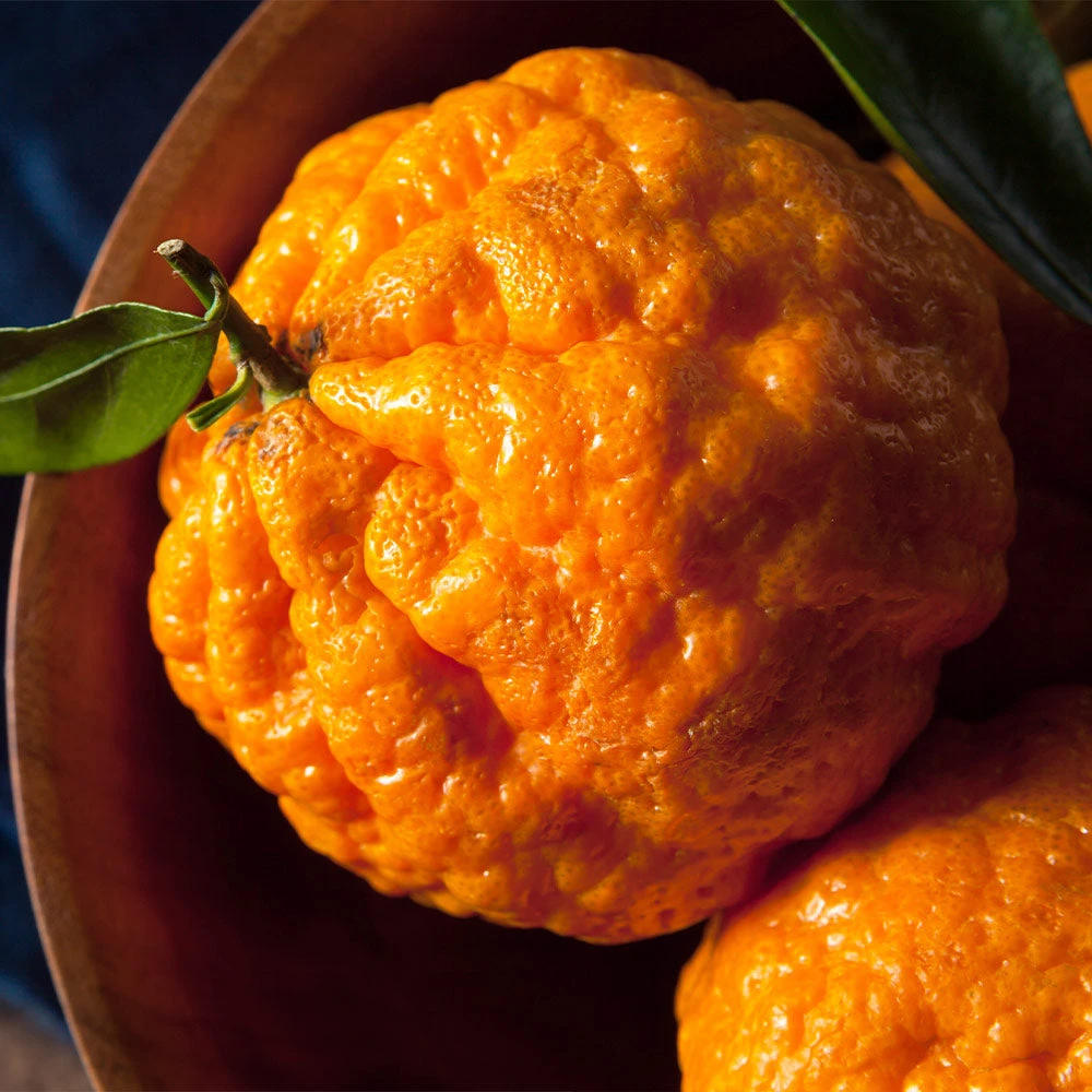 Gold Nugget Mandarin Tree - Image 4