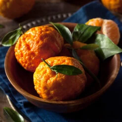 Gold Nugget Mandarin Tree