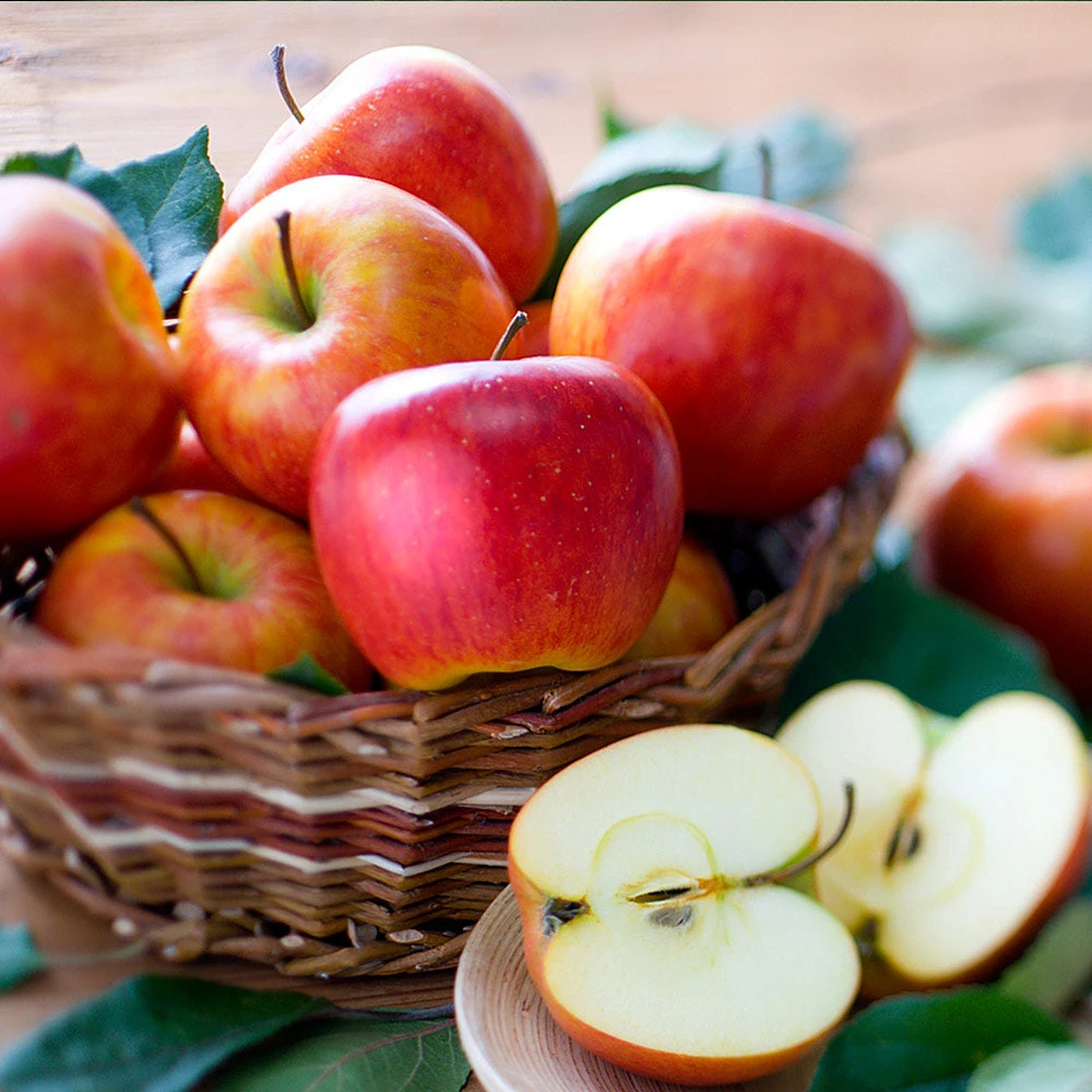 Fuji & Haralson Twisted Apple Tree - Image 5