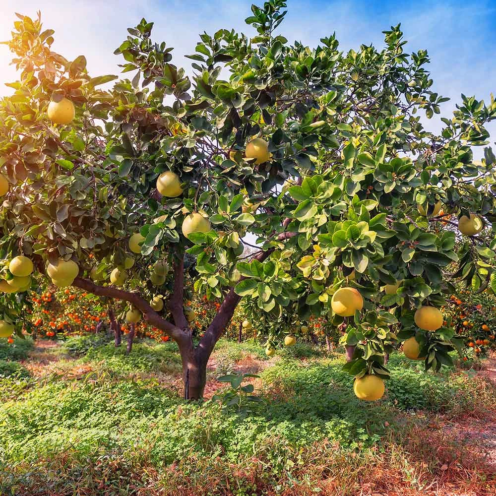 Hirado Pummelo Tree - Image 3