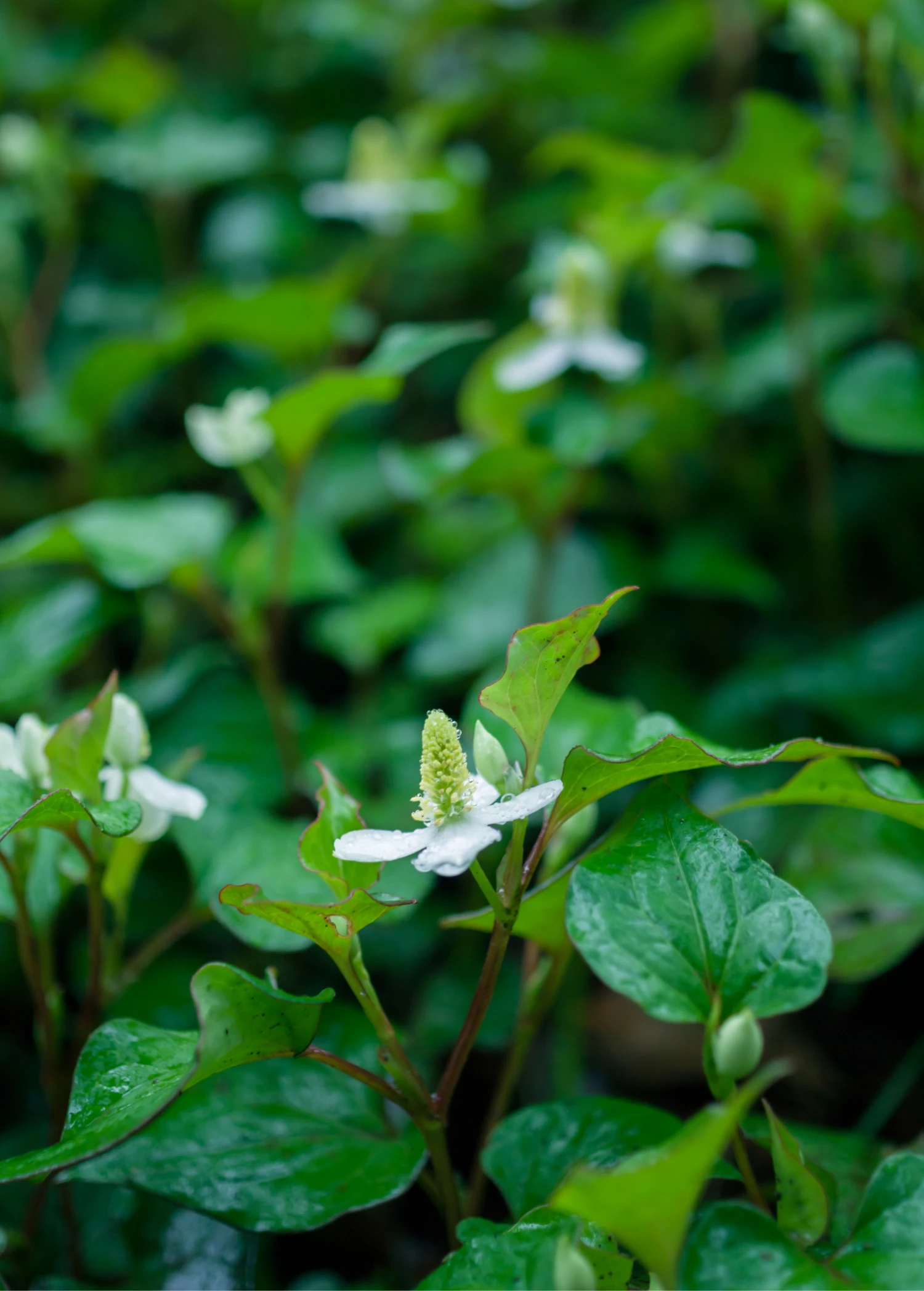 Giâp Cá, Fish Mint (Houttuynia Cordata) - Image 3