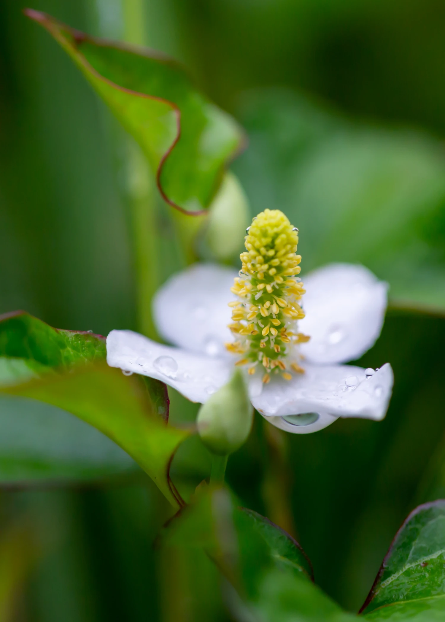 Giâp Cá, Fish Mint (Houttuynia Cordata) - Image 2