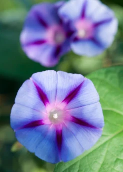 Shaman's Morning Glory, Ololiuqui (Ipomoea Corymbosa)