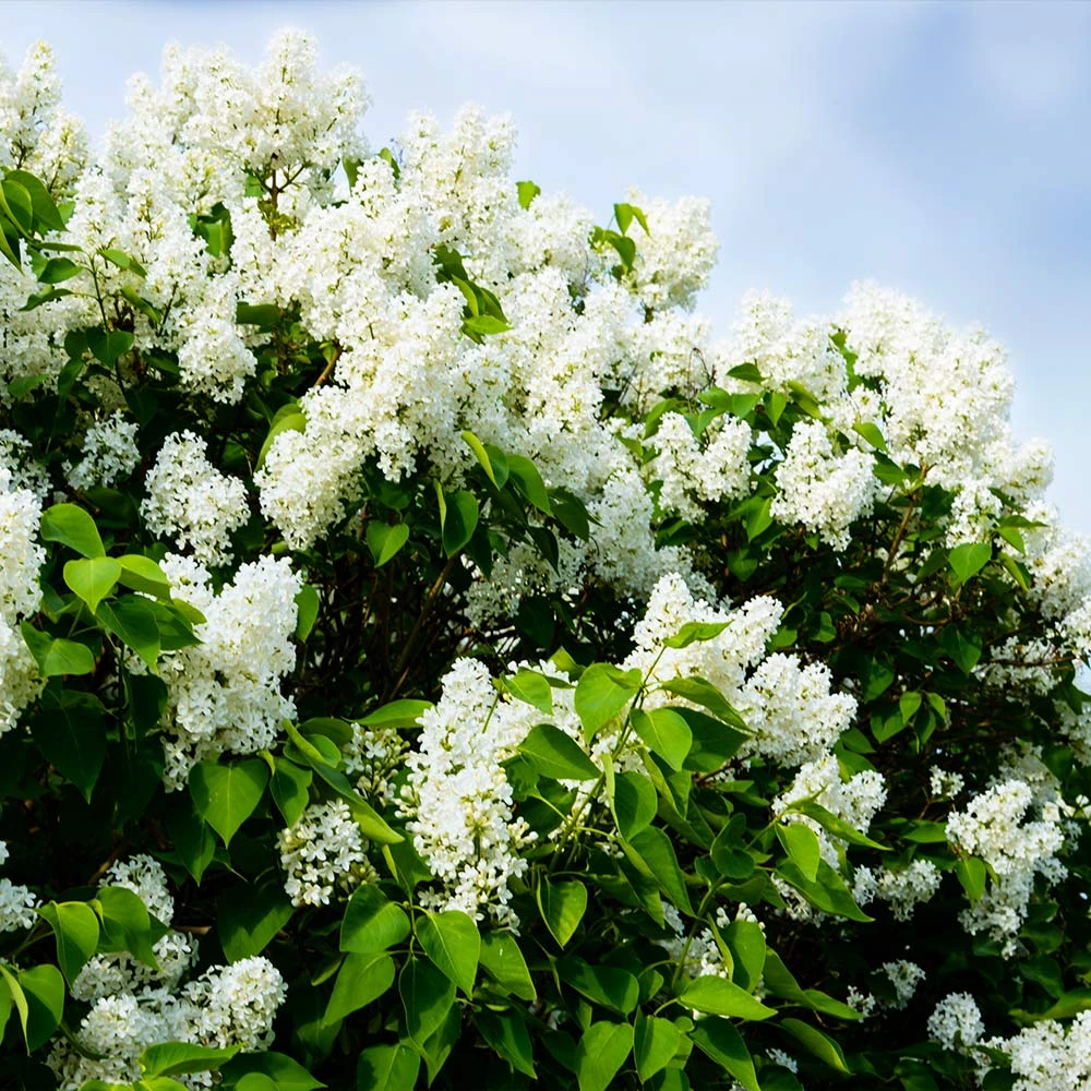 Ivory Silk Japanese Lilac Tree - Image 4
