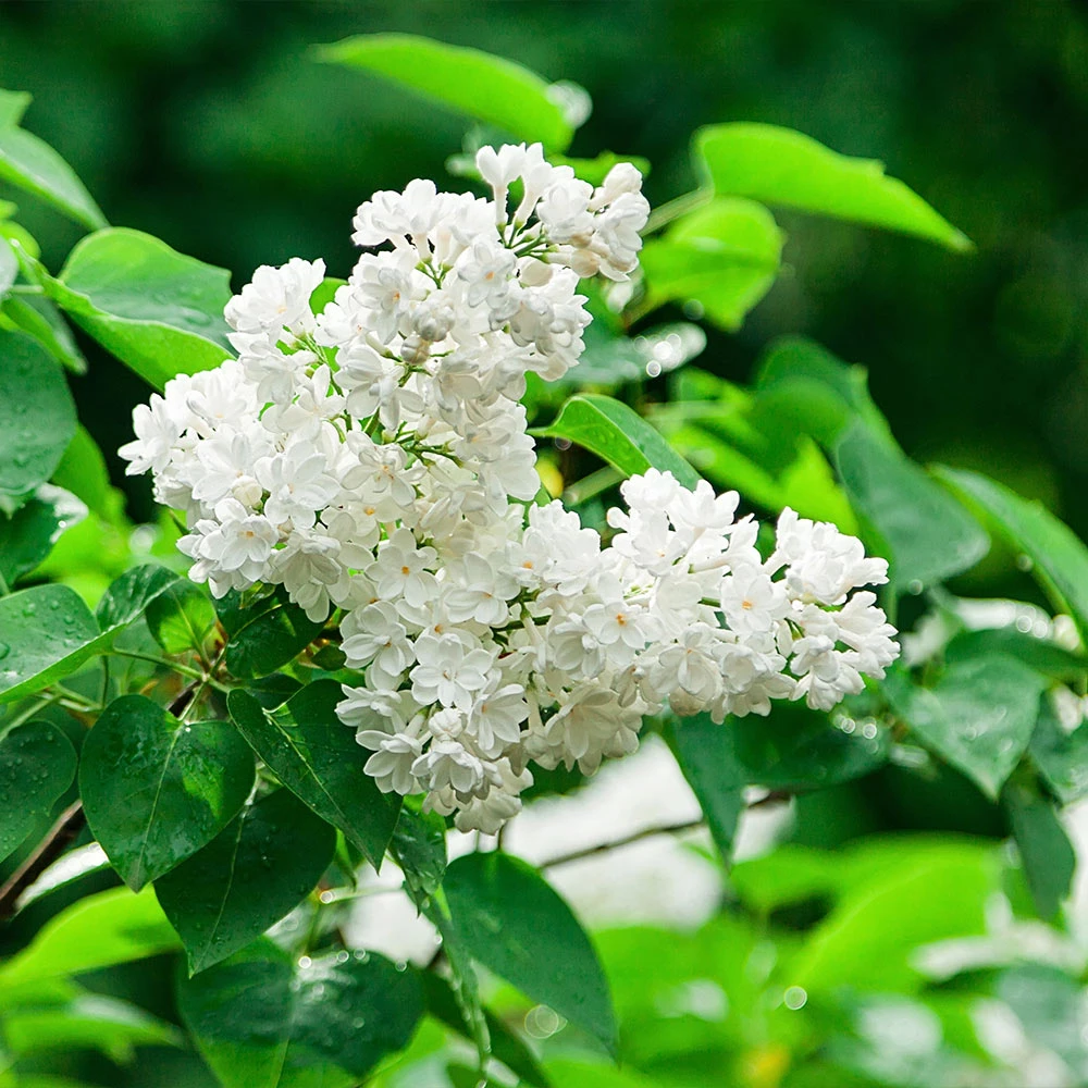Ivory Silk Japanese Lilac Tree - Image 5