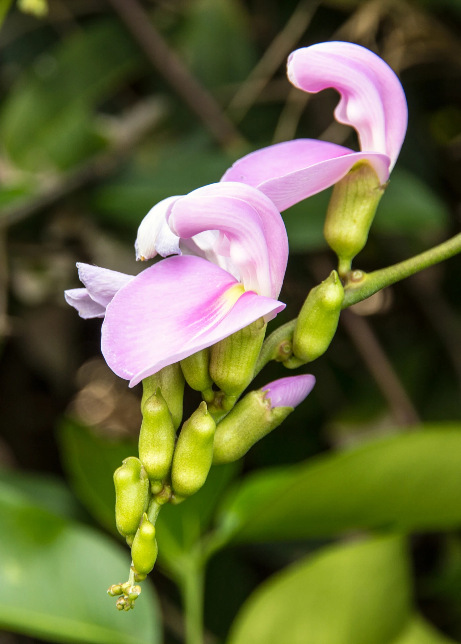 Jackbean (Canavalia Ensiformis) - Image 2