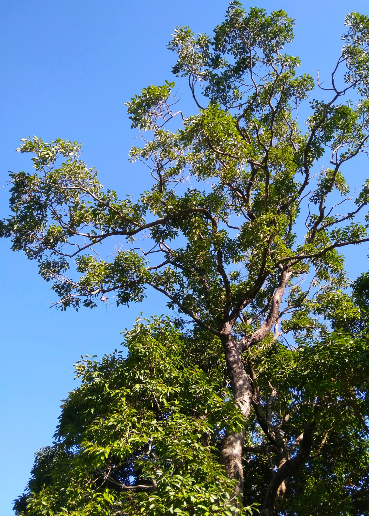 Jamun (Syzygium Cumini) - Image 5