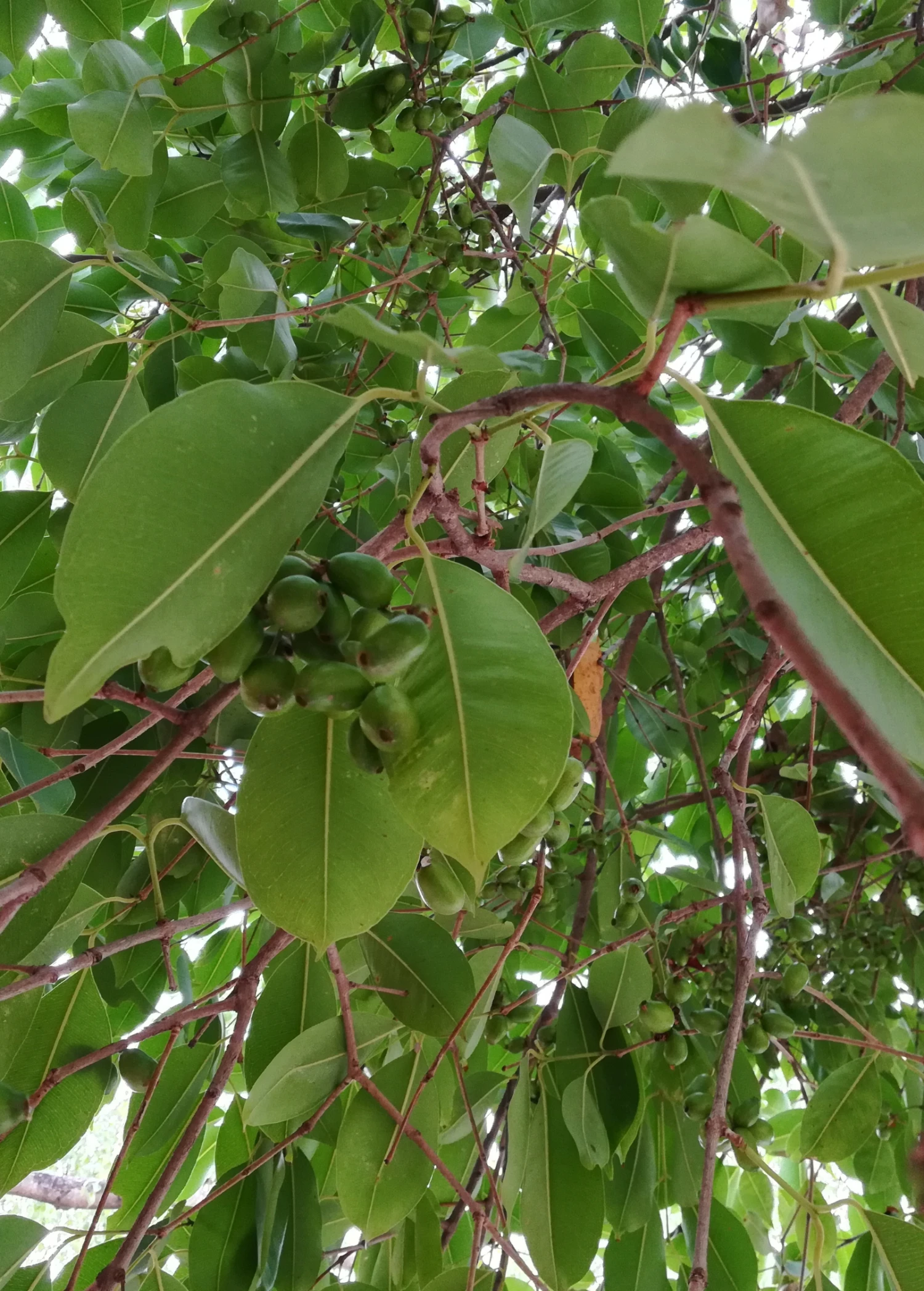 Jamun (Syzygium Cumini) - Image 7