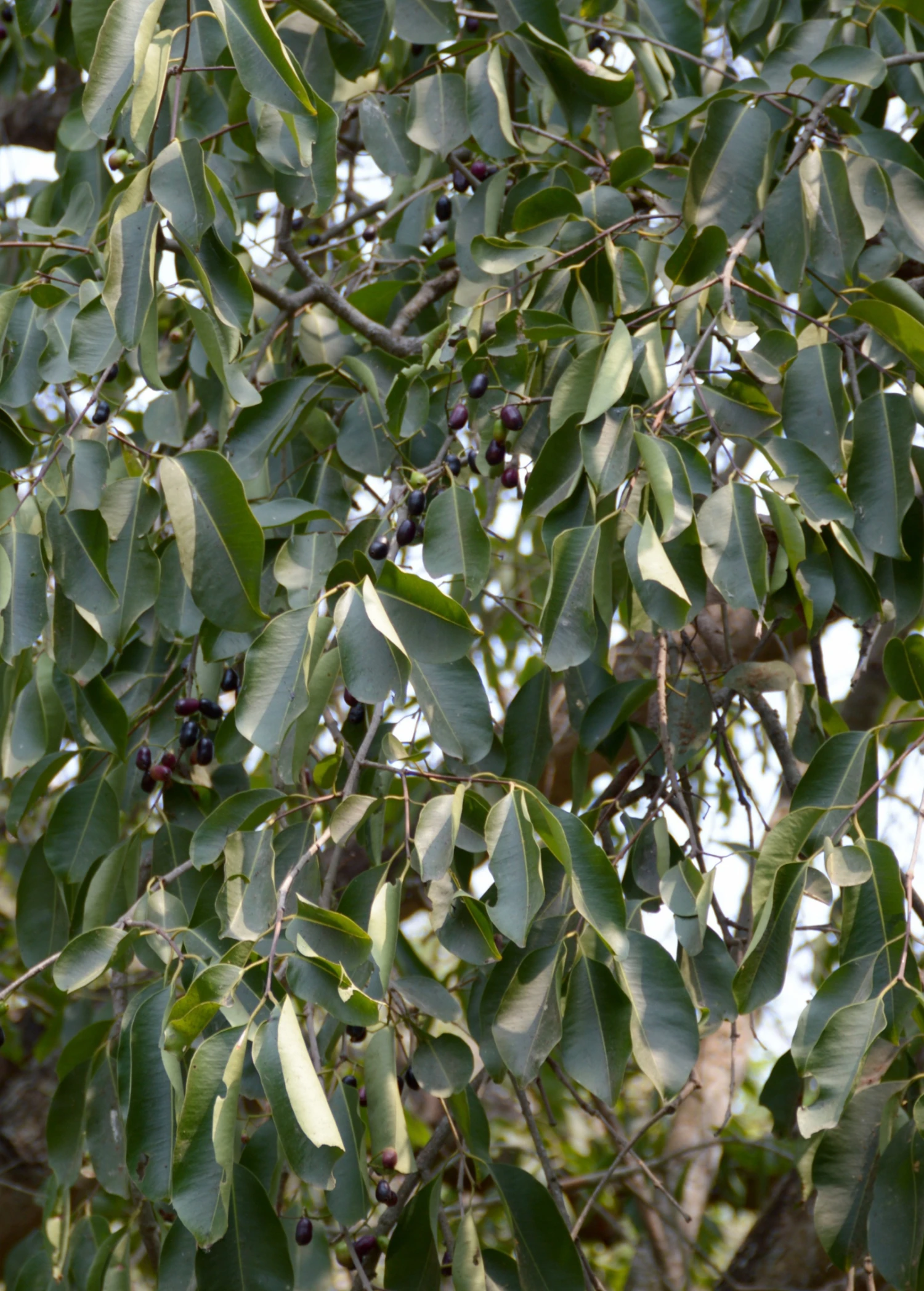 Jamun (Syzygium Cumini) - Image 6